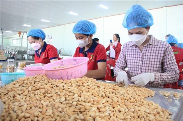 Binh Phuoc’s cashew nuts recognized 5-star OCOP product