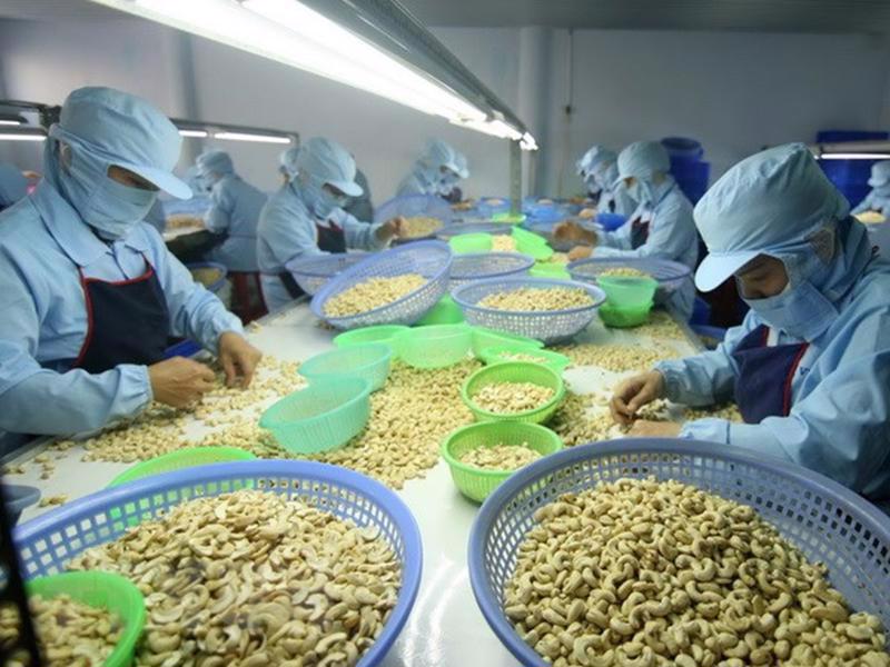 4M exports of cashew nuts earn $1.16 bln