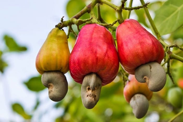 Dutch company eyes 5,000 ha of clean cashew land in Binh Phuoc